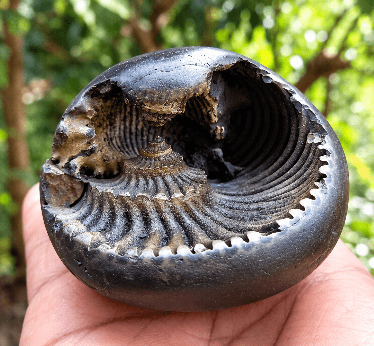 Shaligram Stone Price: Real Cost, Value Factors & Buying Guide