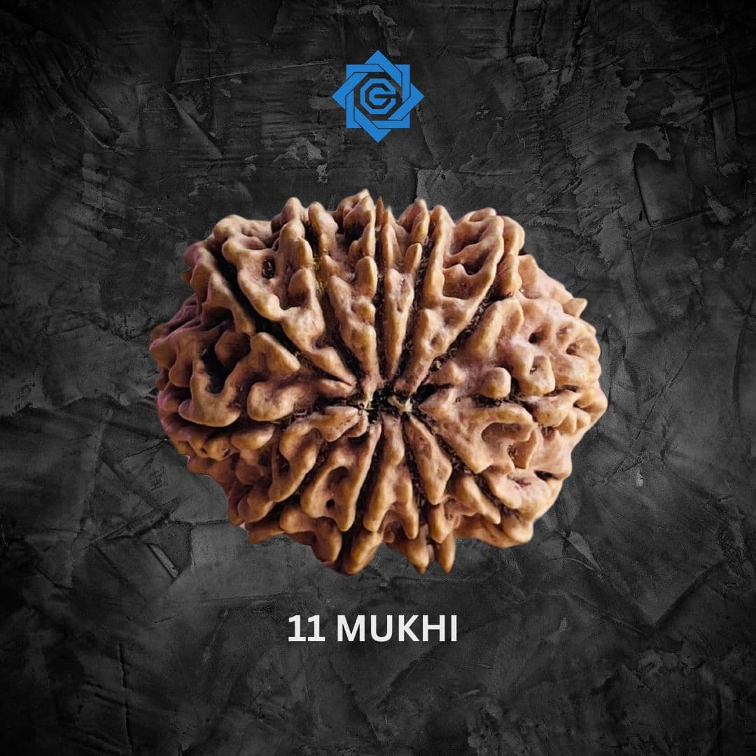 Eleven Mukhi Rudraksha