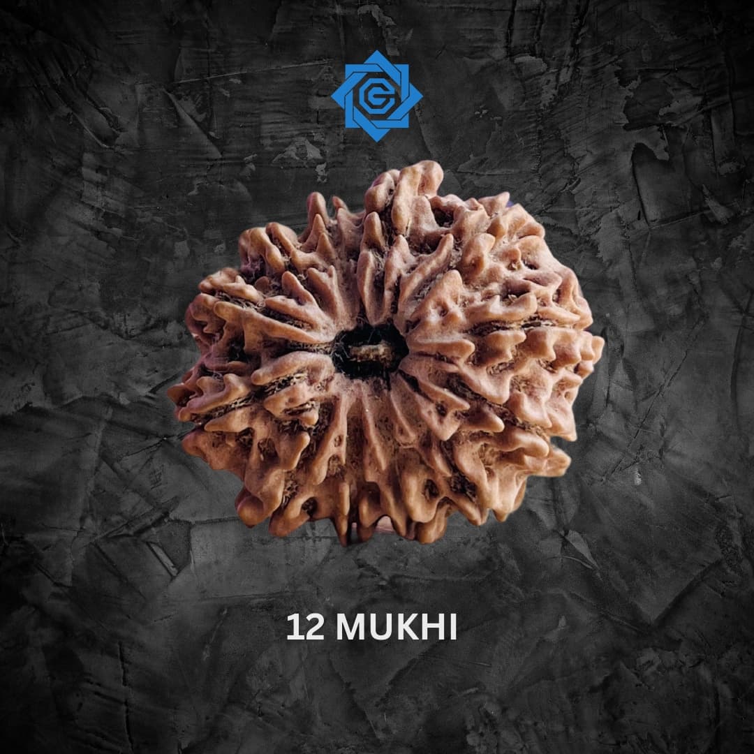 Twelve Mukhi Rudraksha