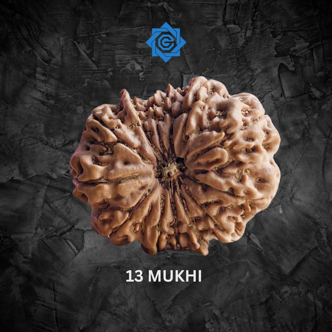 Thirteen Mukhi Rudraksha