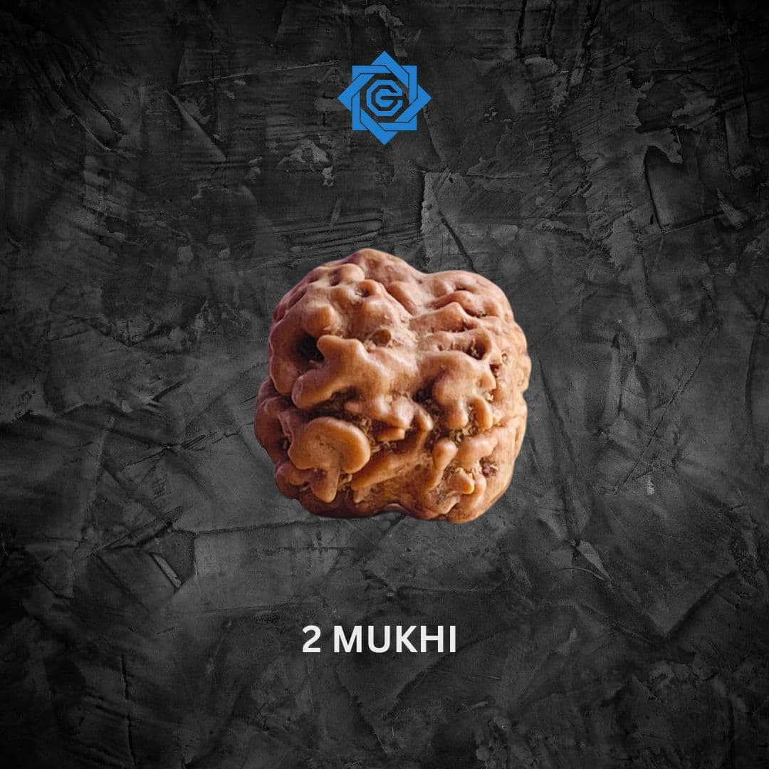 Two Mukhi Rudraksha