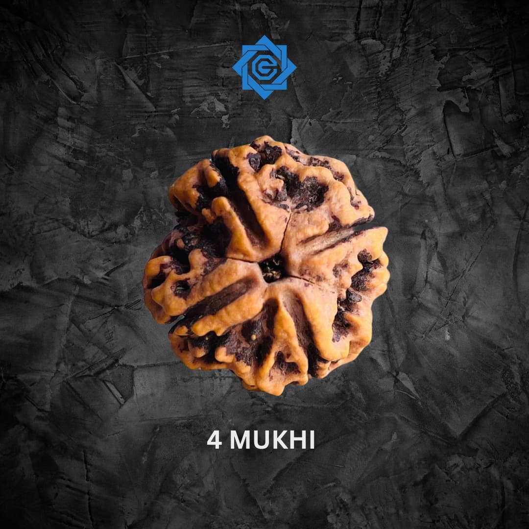 Four Mukhi Rudraksha