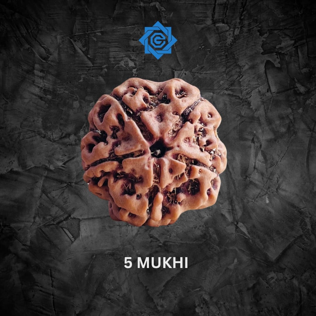 Five Mukhi Rudraksha