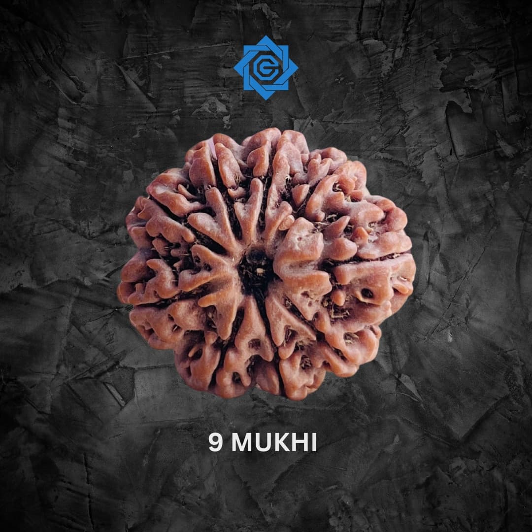 Nine Mukhi Rudraksha