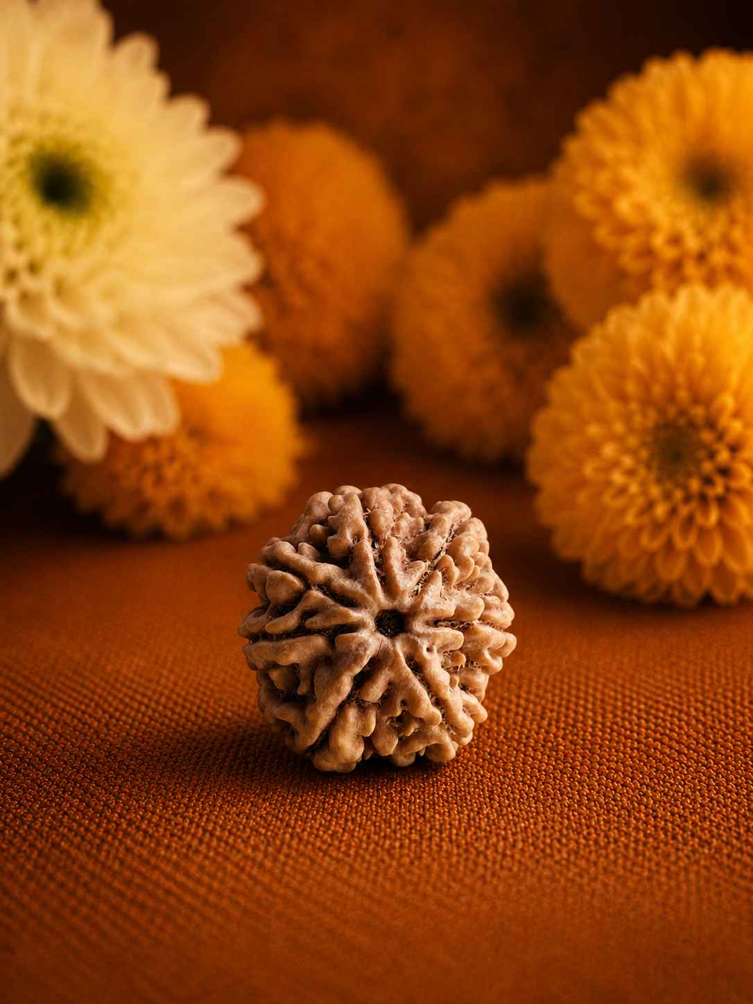 Seven Mukhi Rudraksha
