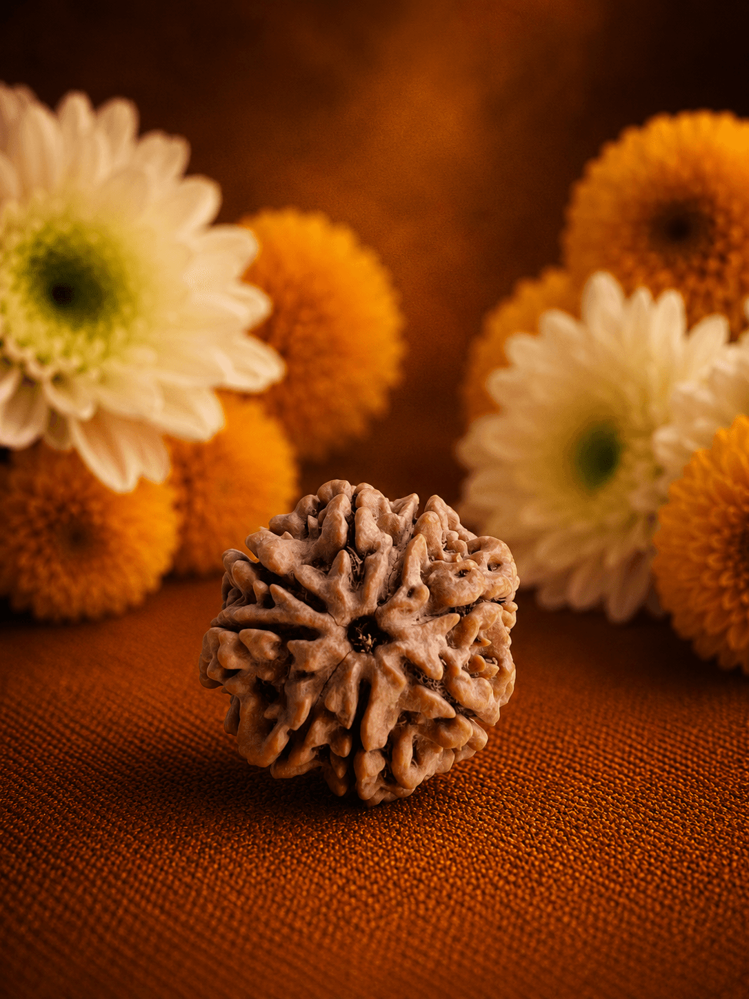 Eight Mukhi Rudraksha