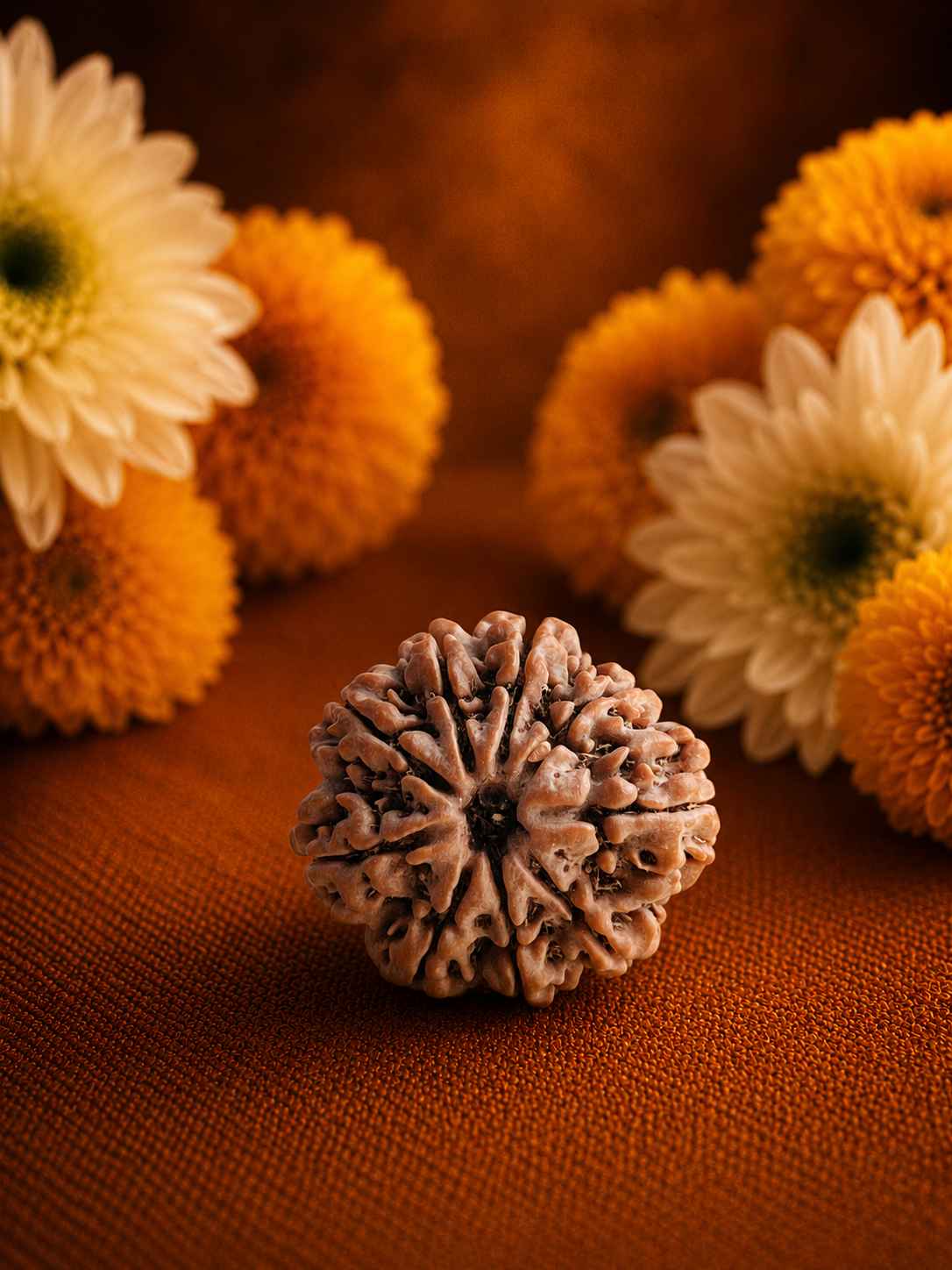 Nine Mukhi Rudraksha