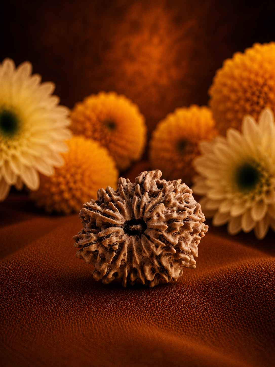 Twelve Mukhi Rudraksha
