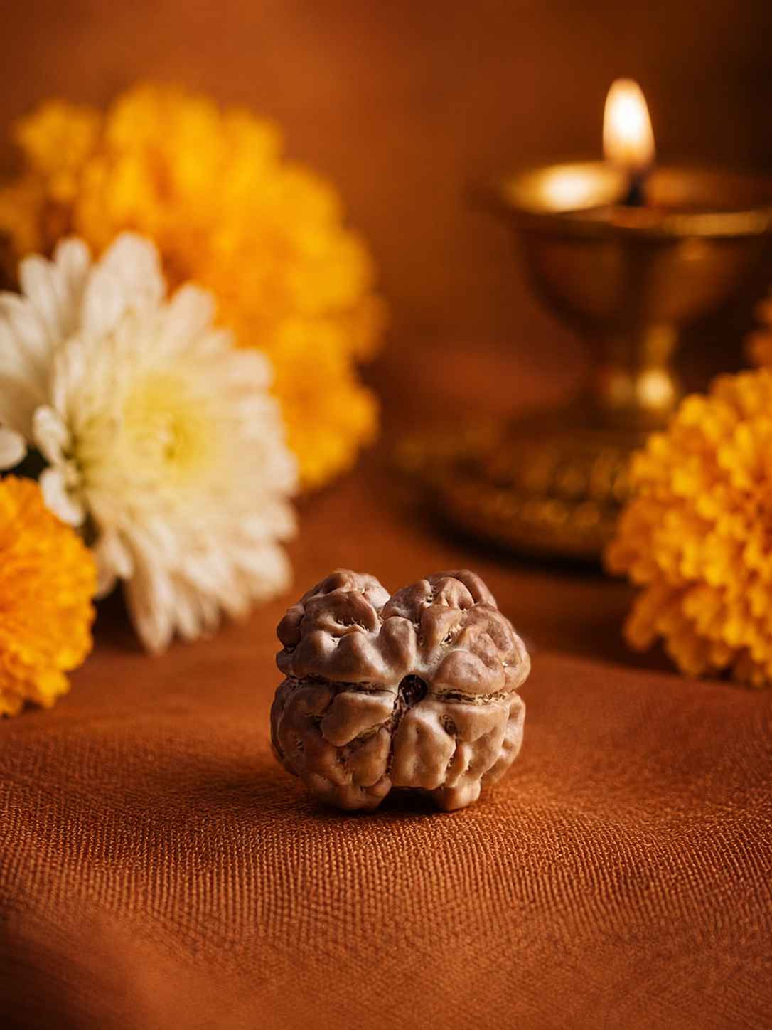 Two Mukhi Rudraksha