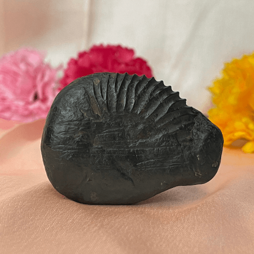 Hayagriva Shaligram