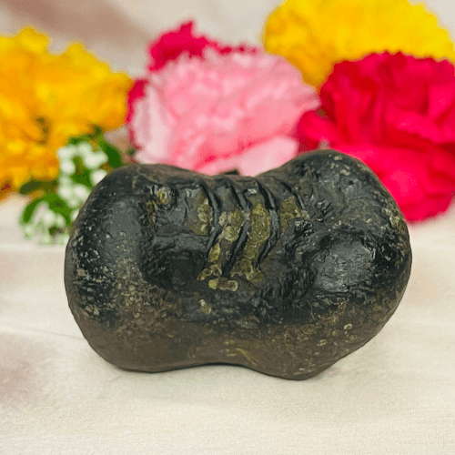 Matsya Shaligram