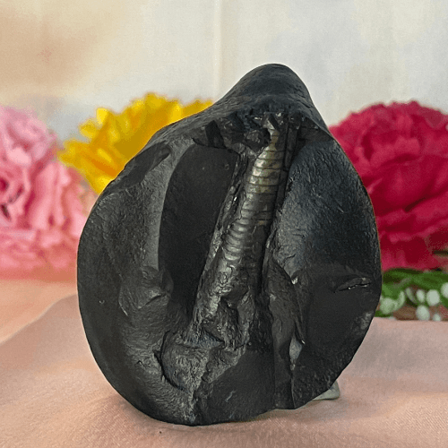 Shiv Shaligram
