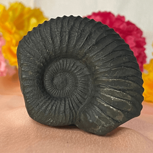 Sudarshan Shaligram