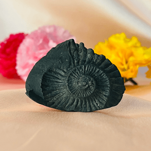 Surya Shaligram